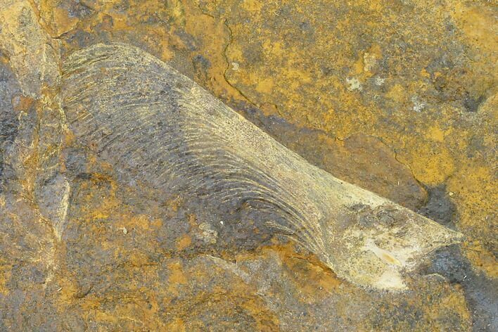Paleocene Winged Maple Seed (Acer) Fossil - North Dakota #145335